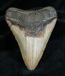Inch Megalodon Tooth #1349-1